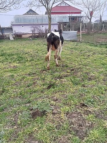 Keçilər, çəpişlər: Temiz ivanofkadi 1ci qardi mayalama balsi var anqus ayı yarmliqdi — 3