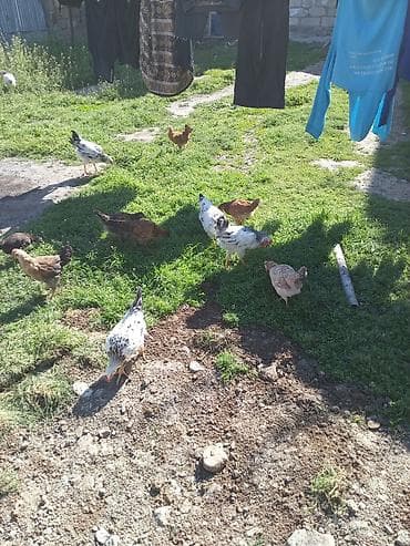 sumqayit toyuq: Salam herkesə oz baxdiqim cucelerdi baxa bilmirem deye satiram xarkov — 3