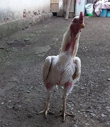 goyercin satişi baki: ÜNVAN GƏNCƏ 👈 super qan xoruz istiyenler buyursun 2 illikdi cinsine — 4