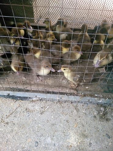 lal ördək: Muscovy (indoutka) ördək balaları – qəfəsdə saxlanılan, sağlam və — 1