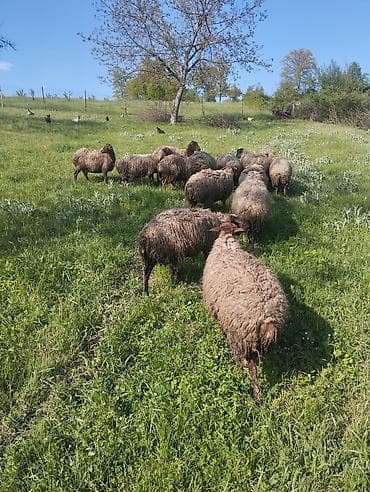 ana ari satışı: 14 dene saglam cavan qoyunlar satilir . 2 si balalıdi. Öz — 5