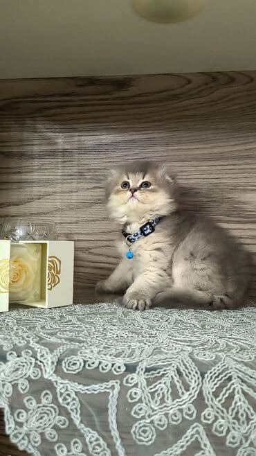 Aş qazanı: Şinşilla — 1