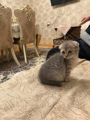 şirin pişik: Şotland, Yaxşı əllərə, Ünvandan götürmə — 1