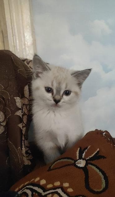 pisiy adlari: Dişi — 2