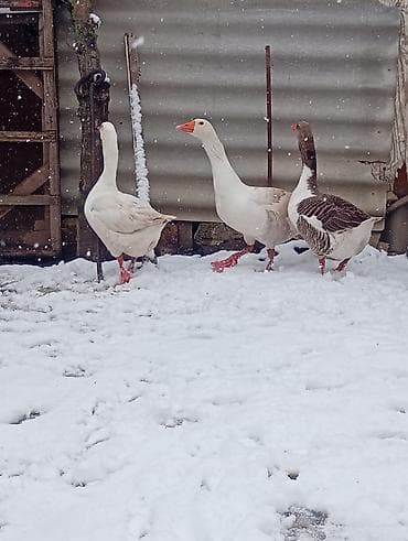 inek bala: Dişi, Damazlıq — 7