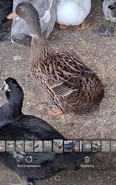 yuxuda ördək balaları görmək: Ördek – ev quşu - Cins/type: Yerli ördək (qəhvəyi ləkəli naxışlı — 1