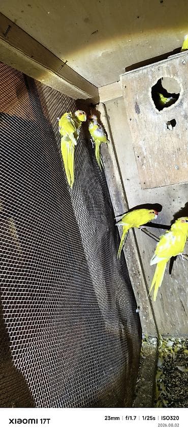 bulbul quşu: Sarı qırmızıbaş papuqaylar (koloniya satışı) kakariki balalar öz — 2
