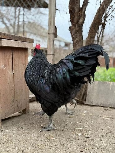 alman ofcarkasi: 🐓 Təmiz qan Avstralop (Alman xətti) — 2