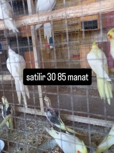 danışan tutuquşu satışı: Yeni dene dusmus balalardir — 1