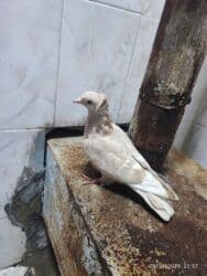 Gəmiricilər: Salam Alekum mayadir. Ciddi adamlar yazsin . ! — 4