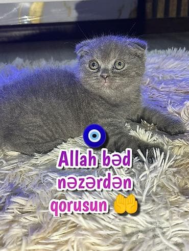 sari pisik: Şotland — 5