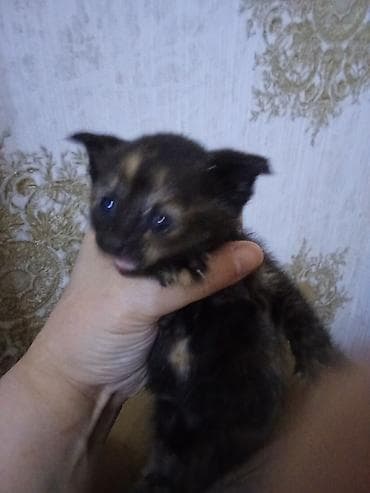 siyam pişik: Erkək, Dişi — 5