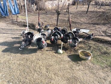 Hinduşka: Erkək, Damazlıq, Ödənişli çatdırılma — 3