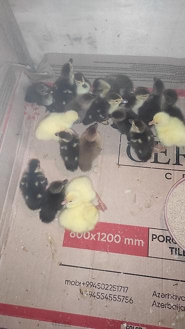 hamster satis: Dişi, | Macar, Damazlıq, Ünvandan götürmə — 1