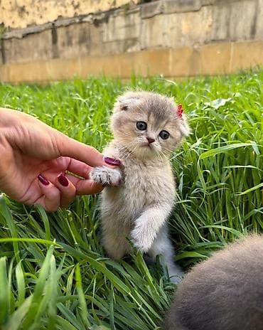 pişik alıram: Şinşilla, Erkək, Dişi — 8