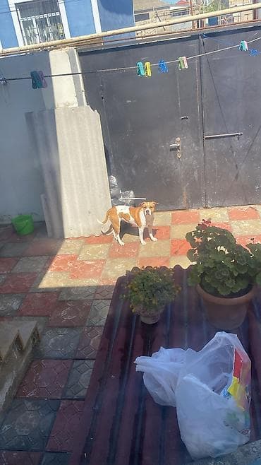 İtlər: Pitbul, 1 ay, Peyvəndli — 8