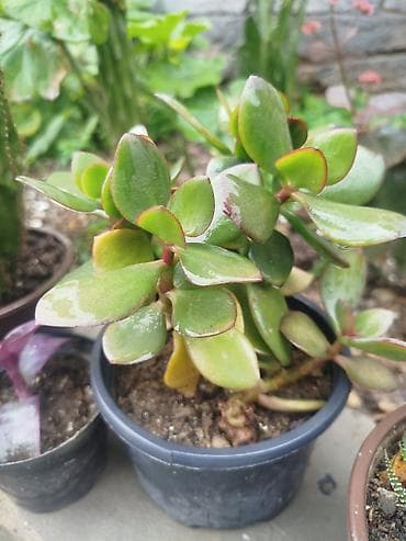 peygember ciceyi: Daxili və balkon yaşıllaşdırılması üçün saksı sukulent/kaktus — 4