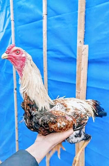 Balıqlar: Heyvan göz qabağındadır 8 aylıgdı Qızgın heyvandı təmiz qan Ucuz — 1