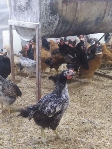 Toyuqlar: Toyuq, Damazlıq, Ödənişli çatdırılma