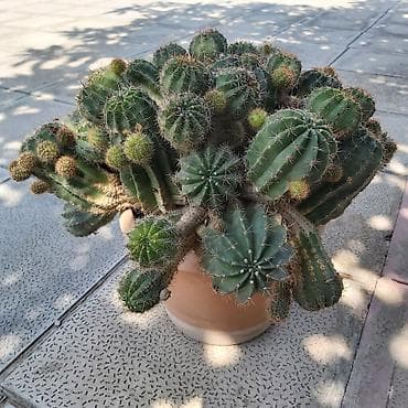 купить кактус: Çoxgövdəli saksı kaktusu – Echinopsis (ağ çiçəkli növlərdən) - Bitki — 1