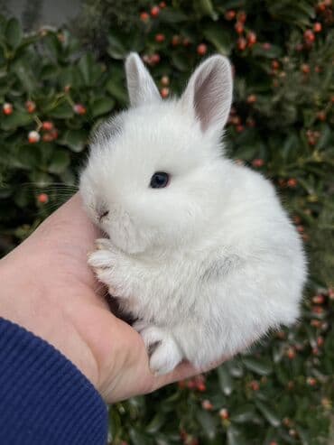 dovwan: Salam🖐🏻. 🎁 Ad günlerinde bayram ve xüsusi günlerde Hediyye seçiminde — 2