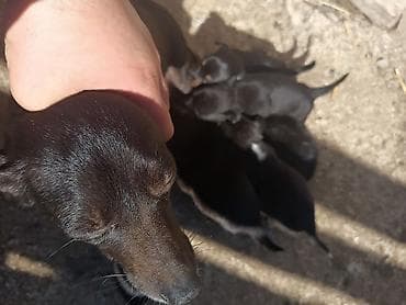 xacmaz heyvan bazari: Zvanok it balaları — 6