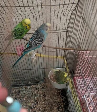 Голуби: 1 ekey 2 dişi qəfəs Le birlikdə satilir — 1