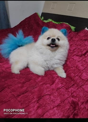it balaları satilir: Şpitz, Sənədli, Pulsuz çatdırılma — 3