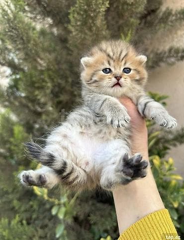 150 ile 800 arasi cins saf qan saqlam pisiklerimiz var sekilde olmayan