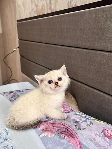 Şinşilla, Erkək, Ünvandan götürmə, Pulsuz çatdırılma, Ödənişli çatdırılma