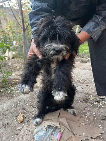 pudeler: 11 ay, Dişi, Peyvəndli, Rayonlara çatdırılma, Ödənişli çatdırılma, Ünvandan götürmə — 5