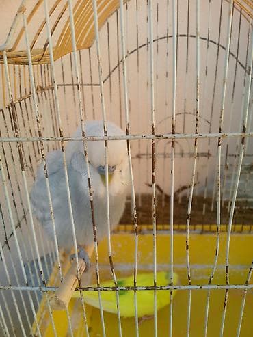 Iki qus (erkek disi) bir boyuk qefes icinde yemi qabi su qabi — 5