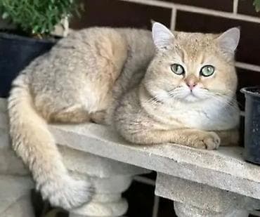 britan pisik: Britan — 8