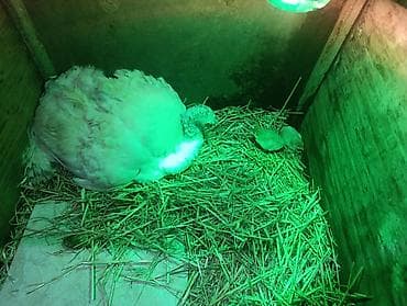 hinduşka balalari: Bir ana 6 hinduska balalari satilir. Ana ag kanada, balalar bronz ve — 1