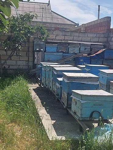 heleb keçisi: Arıçılıq üçün hazır pətək və avadanlıq dəsti - Şəkillərdə gördüyünüz — 4