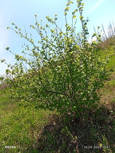 yaşma torpaq satilir: 46 sot, Kənd təsərrüfatı, Kupça (Çıxarış) — 2