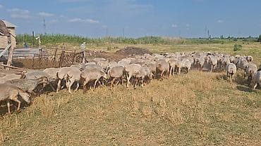 toyuq satışı: Dişi, il: 1, Damazlıq — 6