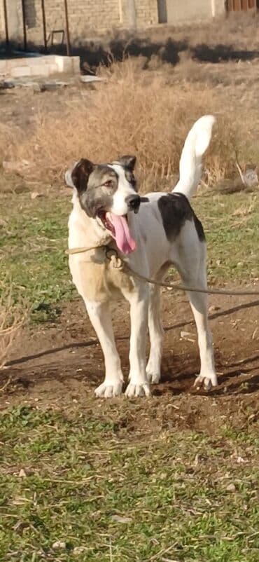 Lexus: Qurdbasar, 2 il, Erkek, Peyvəndli, Rayonlara çatdırılma — 2