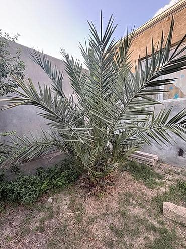 şanagullə bitkisi: Xurmalı palma ağacı (Phoenix dactylifera) - Həyət və bağ sahələri — 1