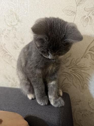 xaski it sekilleri: Yaxşı əllərə — 5