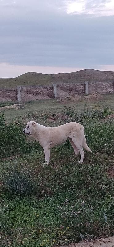 it ehtibarli əllərə verilir: Qurdbasar, 6 ay, Dişi — 2