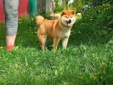 baskervillerin iti: Şiba Inu balası – qırmızı rəngli - Cins: Shiba Inu - Rəng — 5