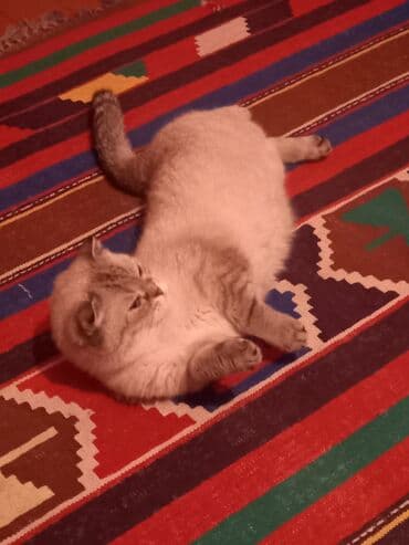 американский вислоухий кот: Шотладская вислоухая, Самка, В добрые руки, Самовывоз — 3