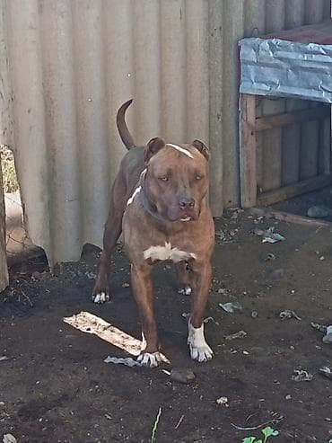 bildircin satisi: Pitbul, 1 il, Erkek — 3