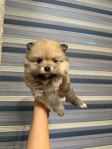 Quşlar: Şpitz — 2