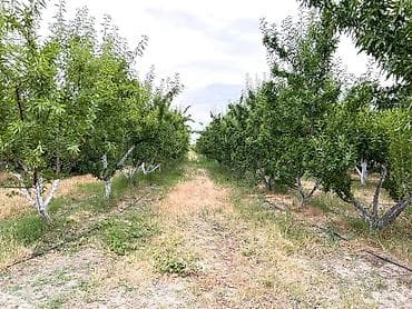 hise verilmis bogaz: Badam bağı 8 yaşında. Şabranda 8 ha Badam bağı, ceşidi Feraduel və — 5