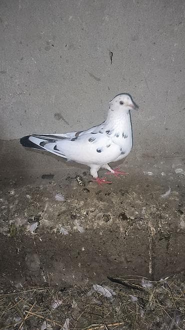 Heyvanlar satılır 2 xoruz biri fere biride baladan qızacaq