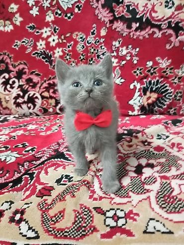 İtlər: Məhsul: Namaz dəsti Təsvir: - Yüksək keyfiyyətli, yumşaq toxumalı — 10