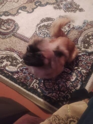 Opel: Pekines, 6 ay, Erkek, Peyvəndli, Ünvandan götürmə — 2