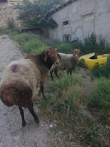 bakida at bazari: Qoyun və qoç – 2 baş

bogaz qoyun və qoc cüt satıram 700m — 2